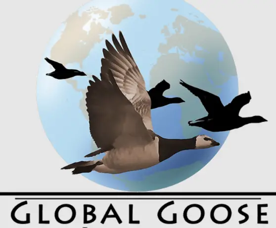 Global Goose Languages